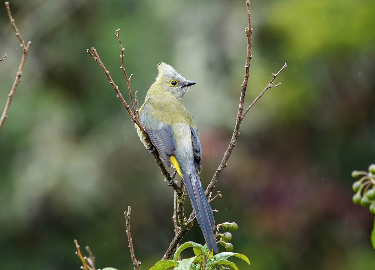 Long-tailed Silky-flycatcher - ML637882167
