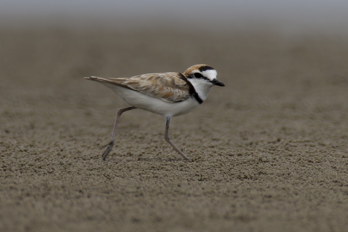 Malaysian Plover - ML637882181