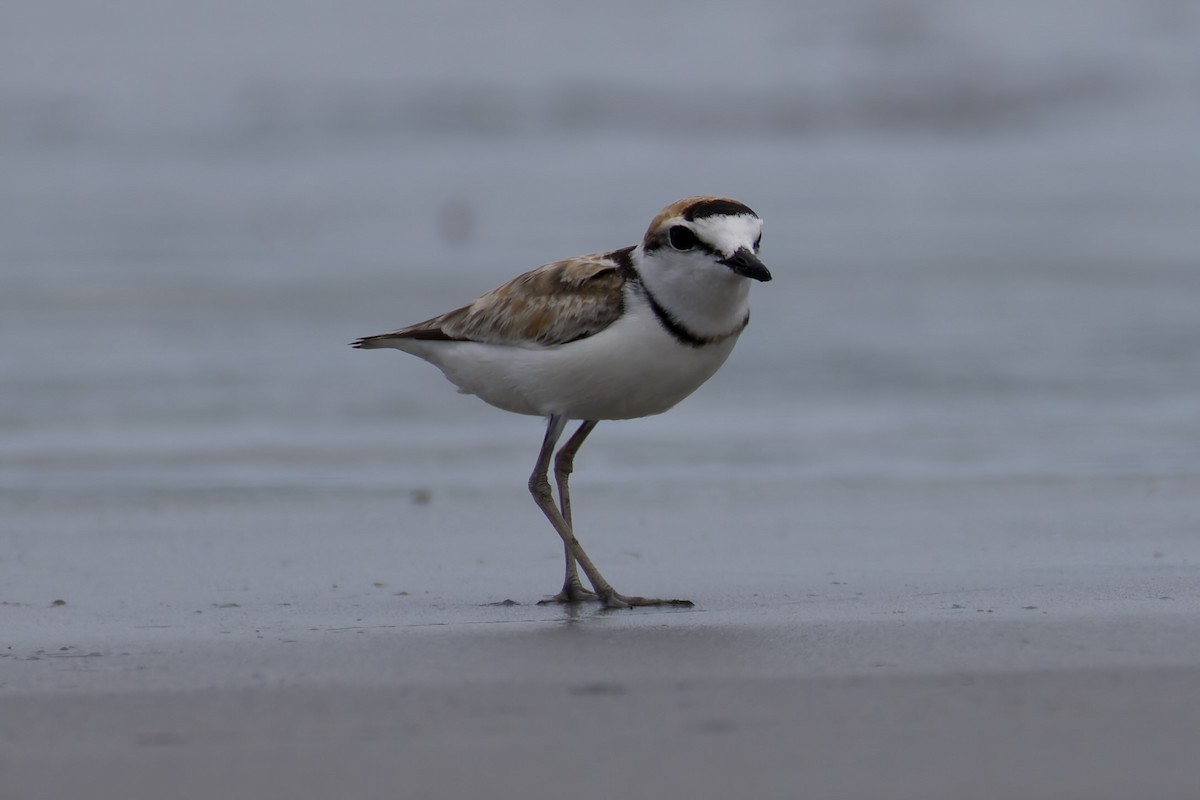 Malaysian Plover - ML637882182