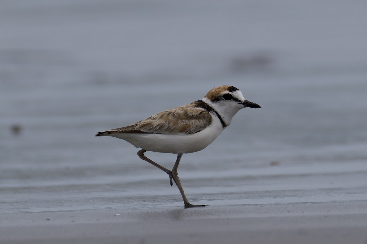 Malaysian Plover - ML637882186