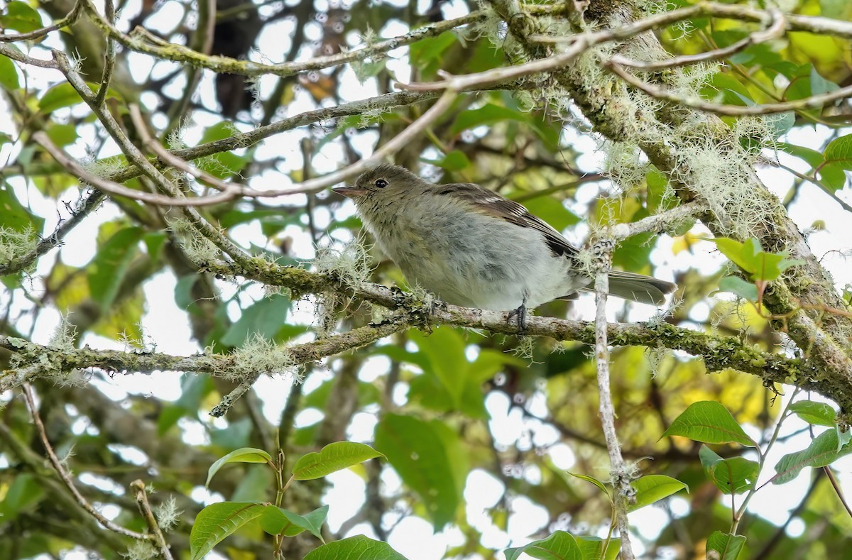 Mountain Elaenia - ML637882219