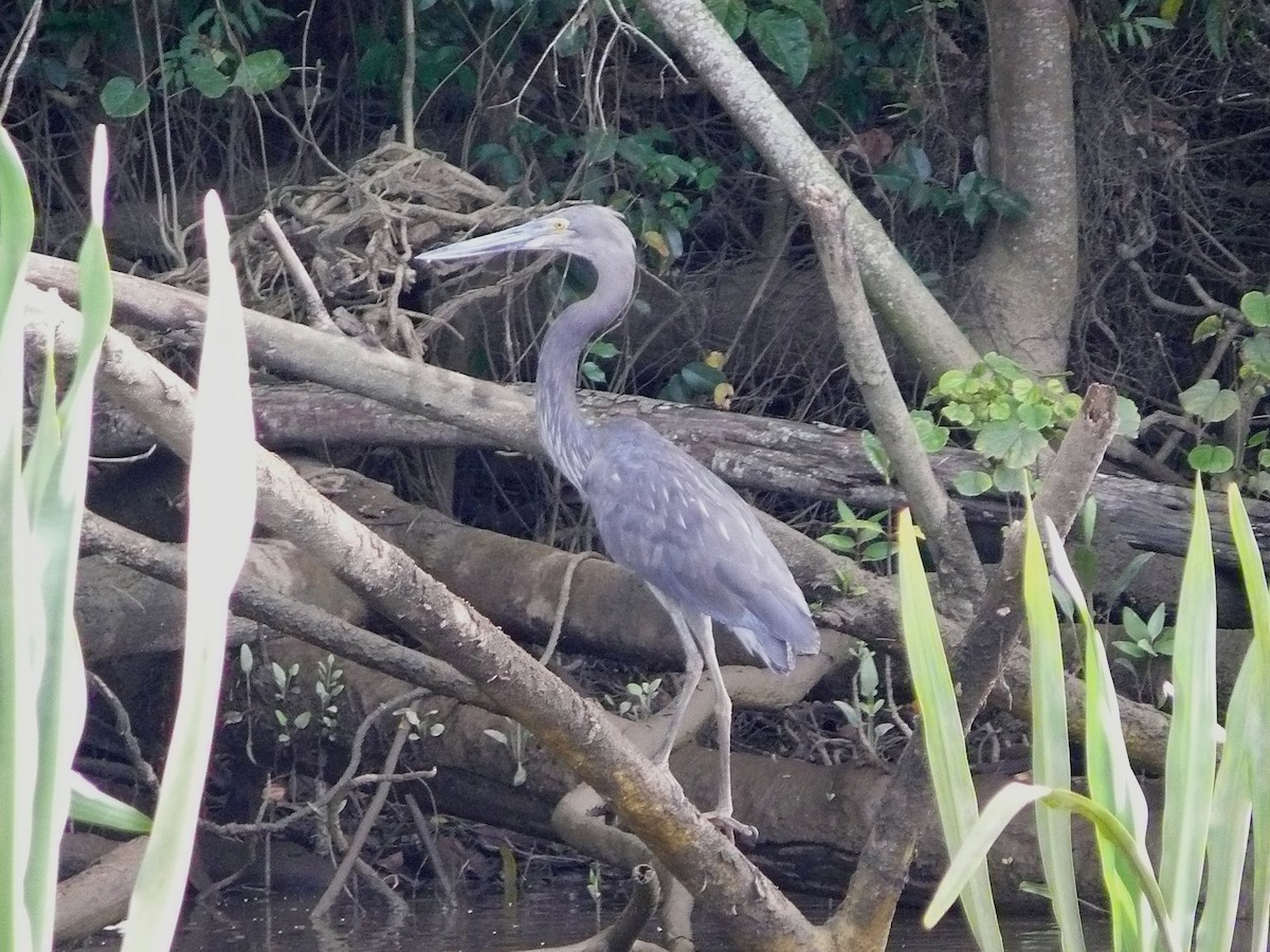 Great-billed Heron - ML637882273