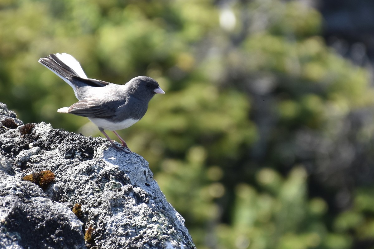 Dark-eyed Junco (Slate-colored) - ML637882277