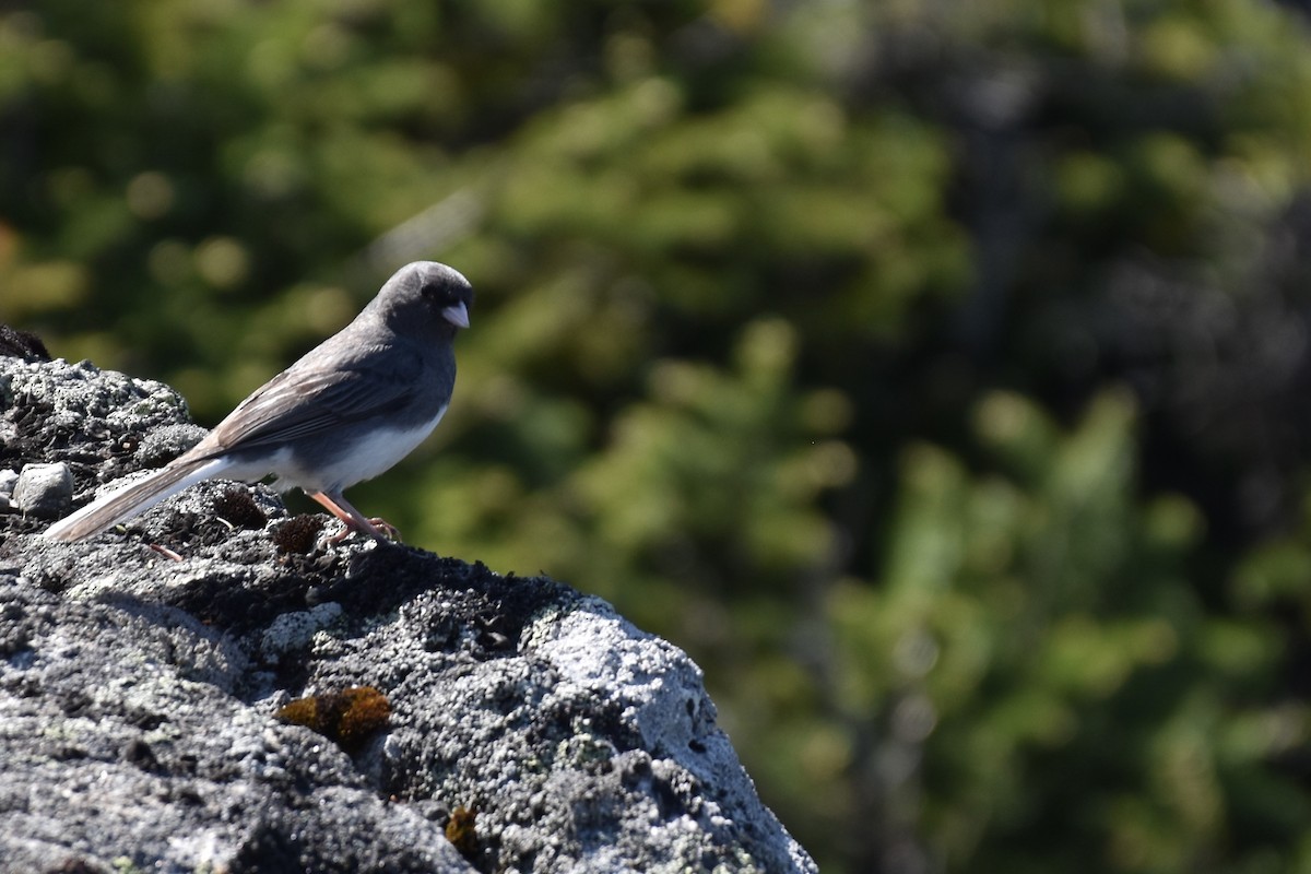 Dark-eyed Junco (Slate-colored) - ML637882278