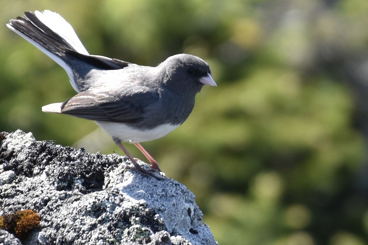Dark-eyed Junco (Slate-colored) - ML637882279