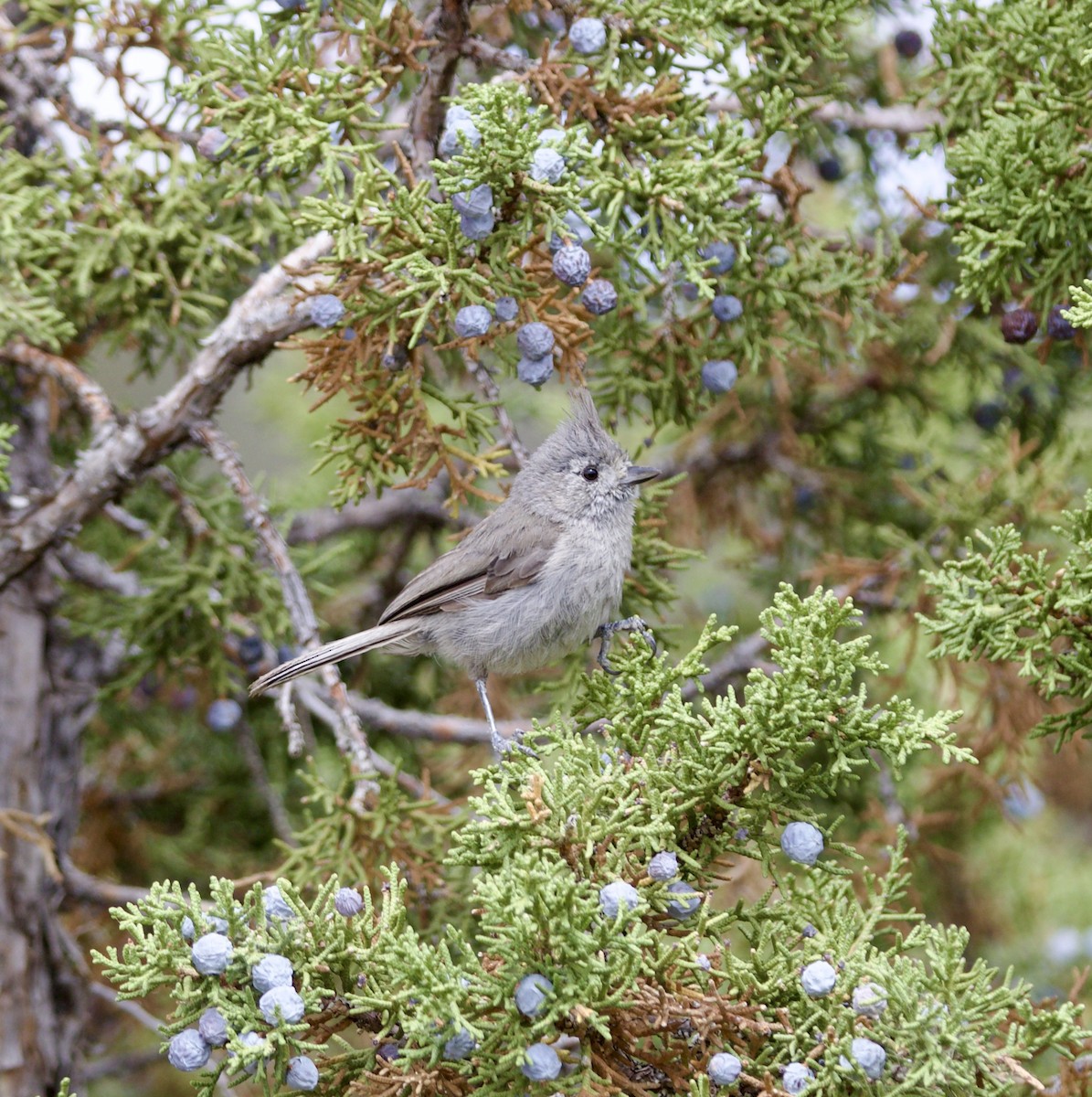 Juniper Titmouse - ML637882331