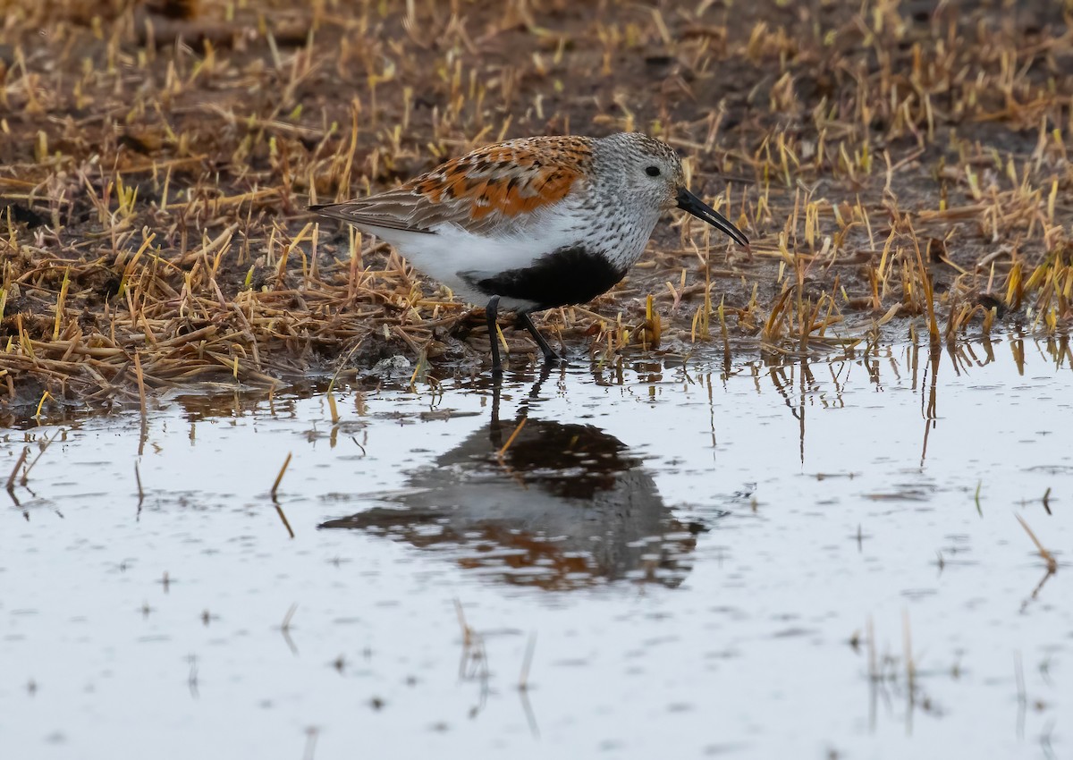 Bécasseau variable - ML637882387