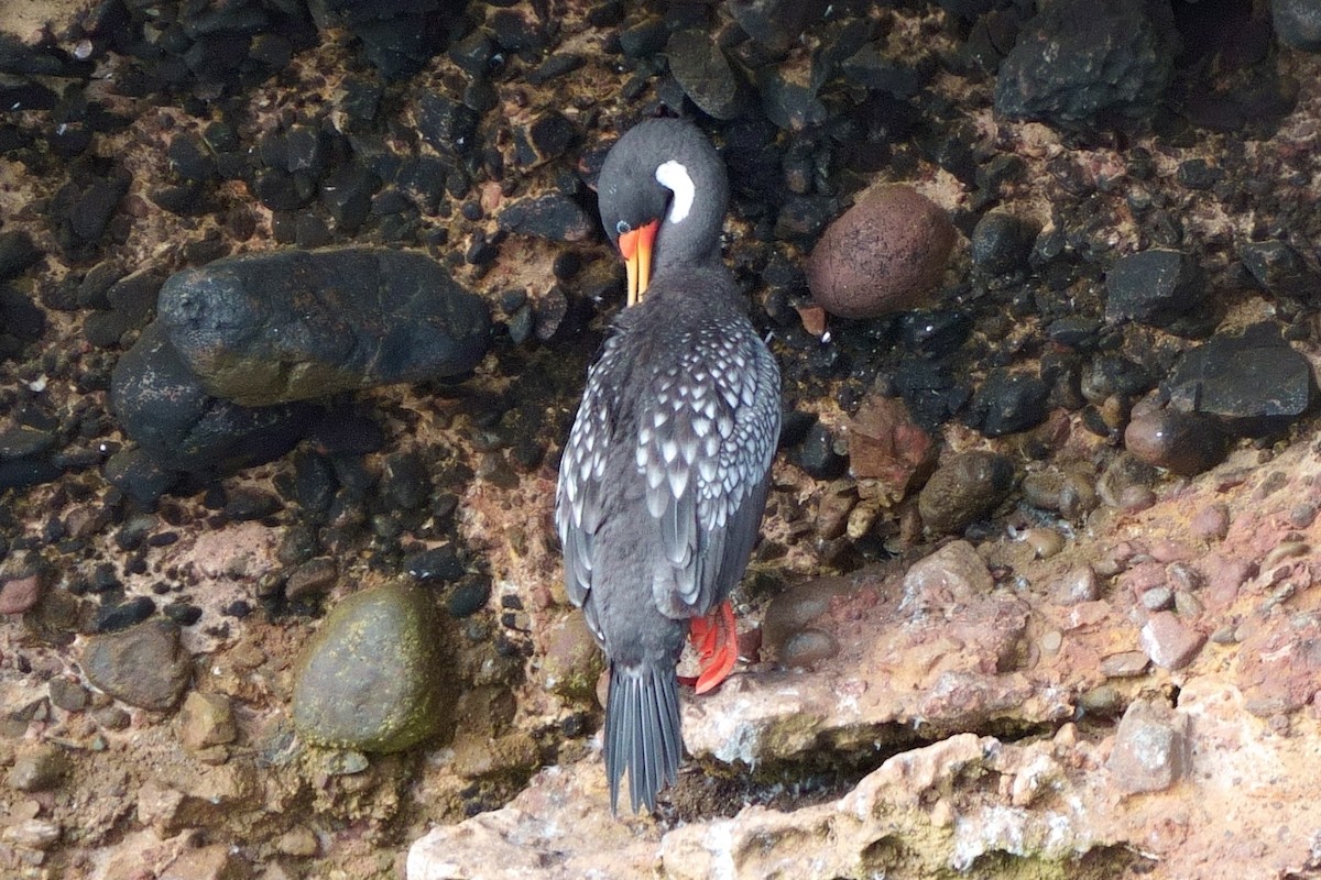 Red-legged Cormorant - ML637882401
