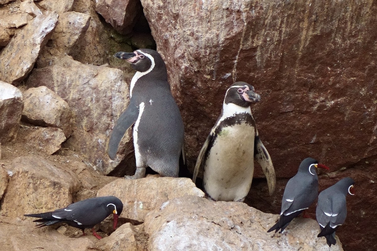 Humboldt Penguin - ML637882423
