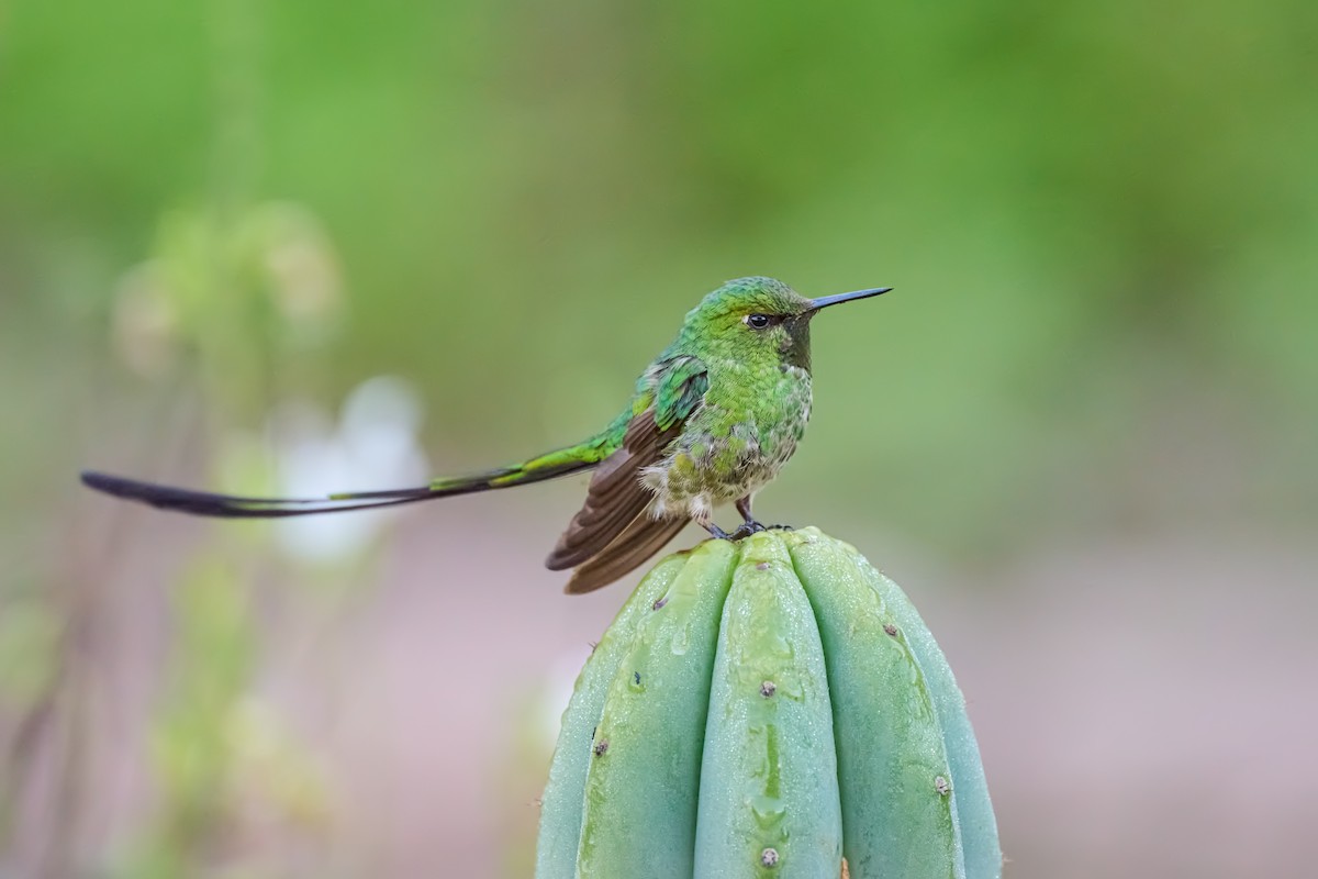 Black-tailed Trainbearer - ML637882428
