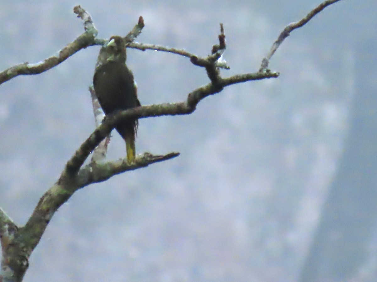 Dusky-green Oropendola - ML637882471