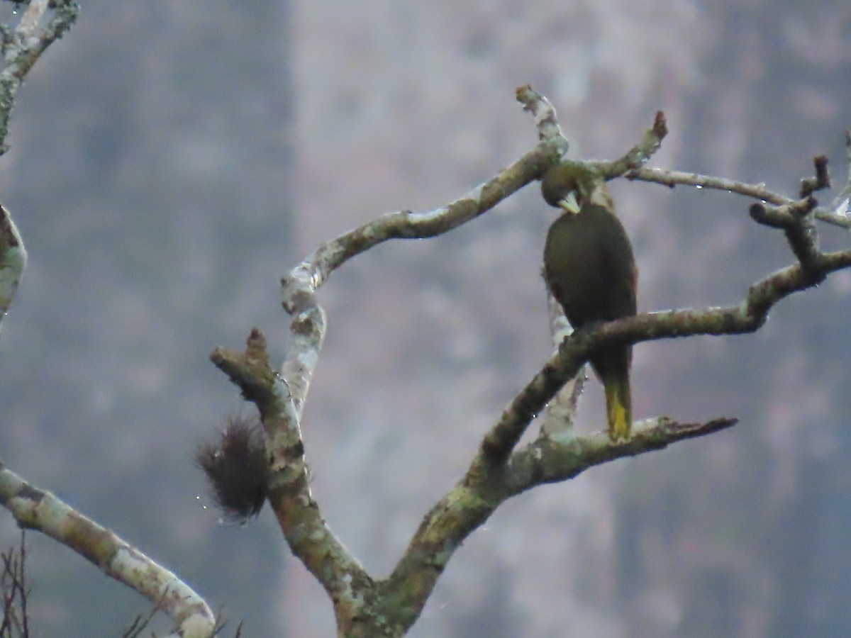 Dusky-green Oropendola - ML637882479