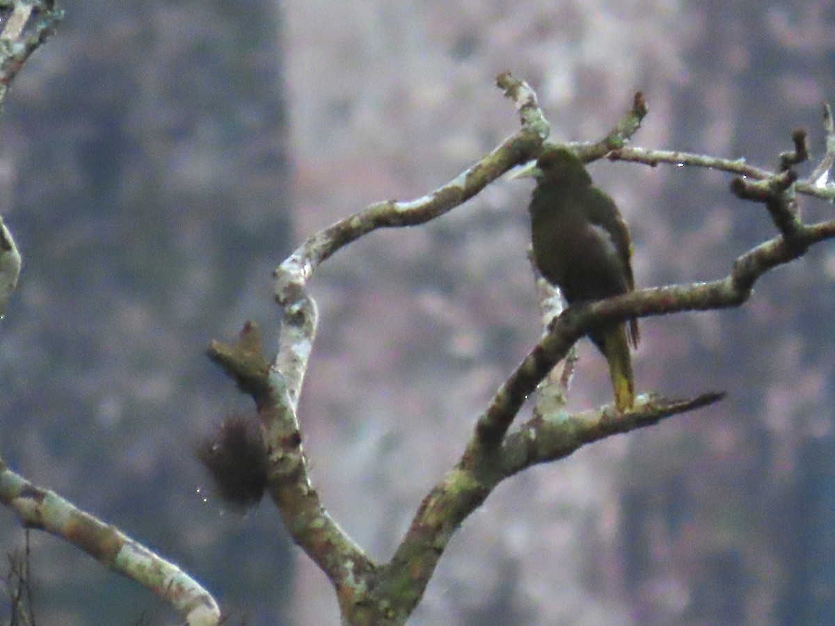 Dusky-green Oropendola - ML637882482