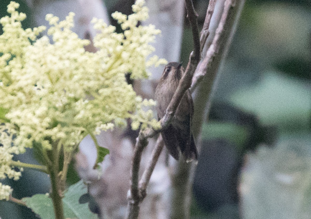 Speckled Hummingbird - ML637882491