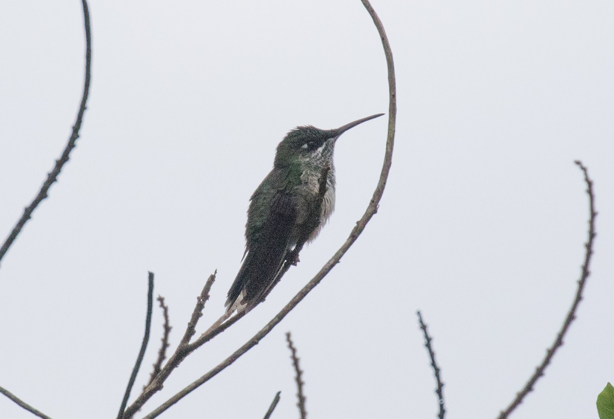 Violet-fronted Brilliant - ML637882506