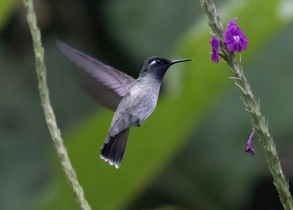 Violet-headed Hummingbird - ML637882511