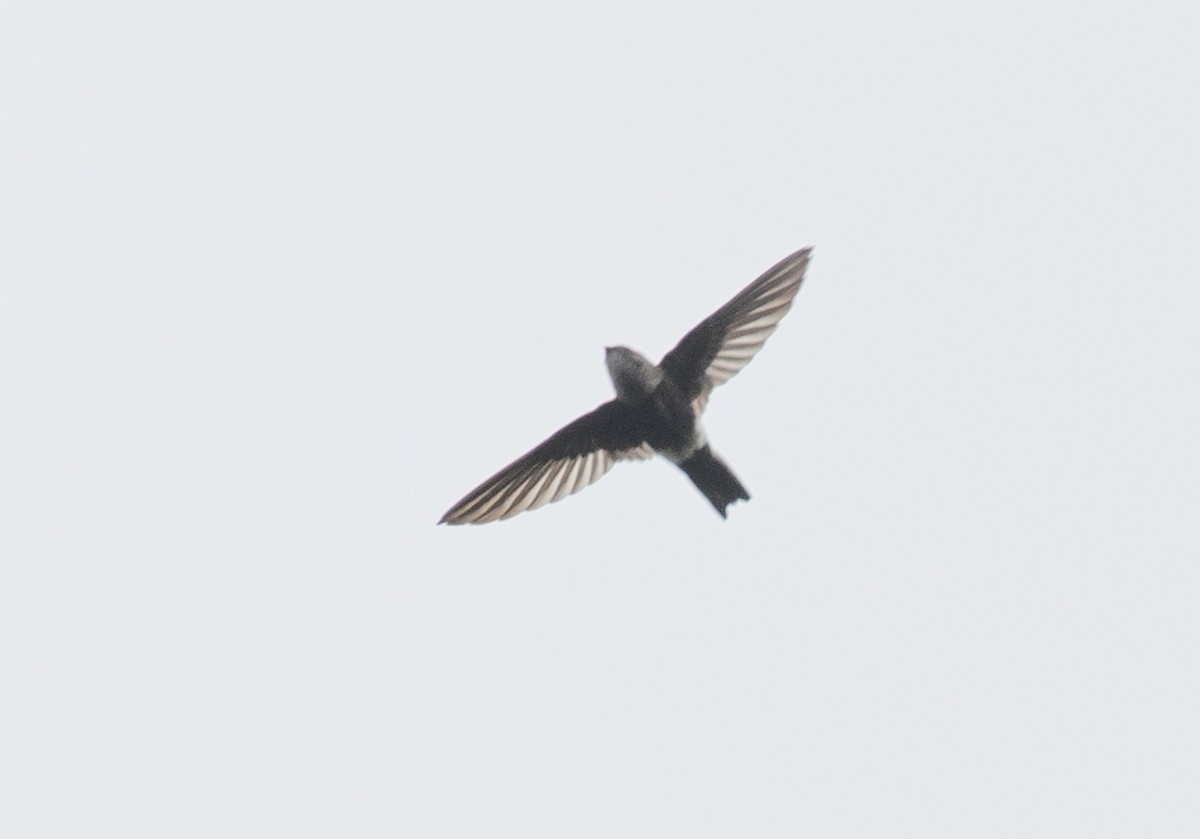 White-tipped Swift - ML637882550
