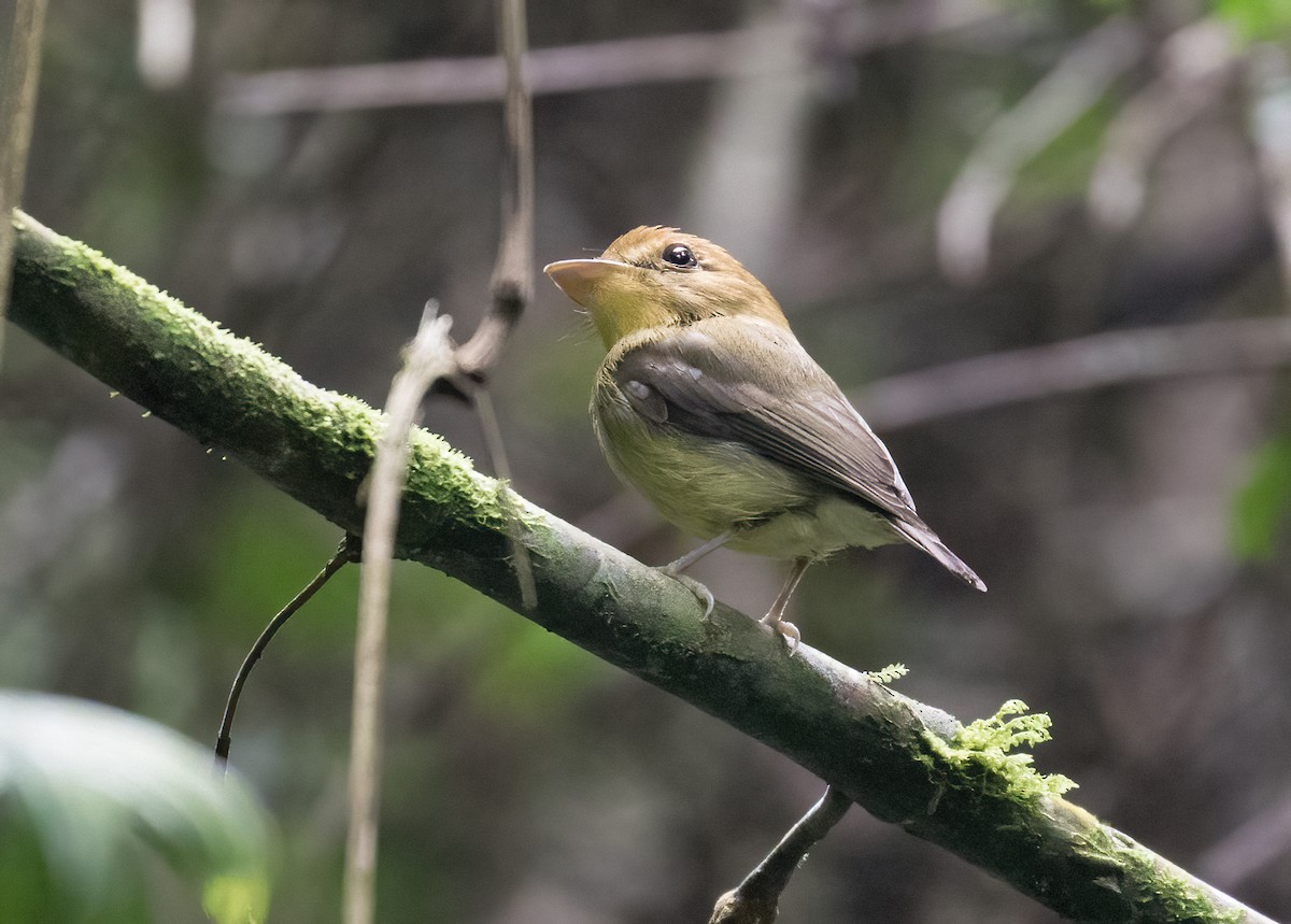 Yellow-throated Spadebill - ML637882562