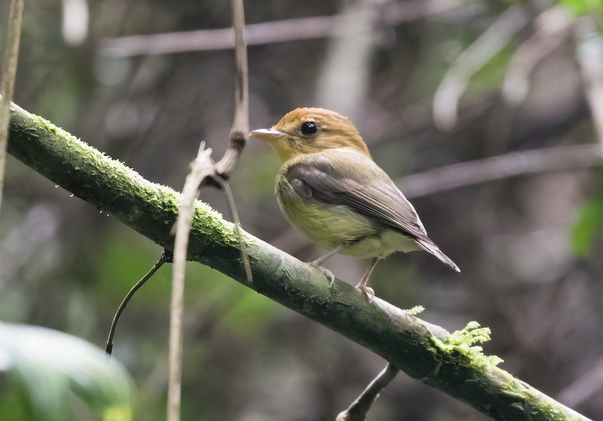 Yellow-throated Spadebill - ML637882563