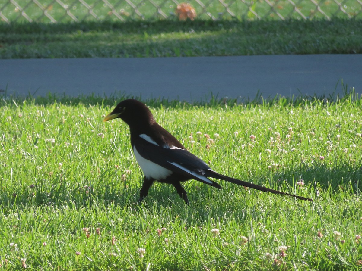 Yellow-billed Magpie - ML637882566