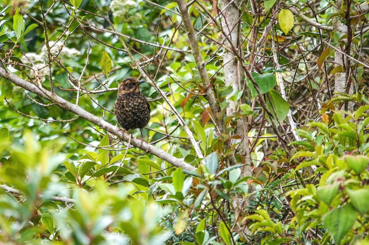 Sooty Thrush - ML637882568
