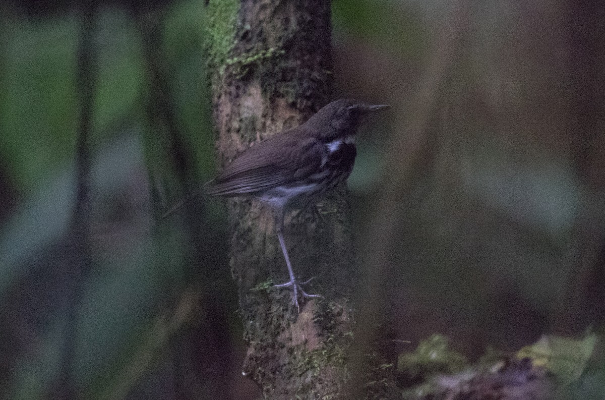 Ringed Antpipit - ML637882569