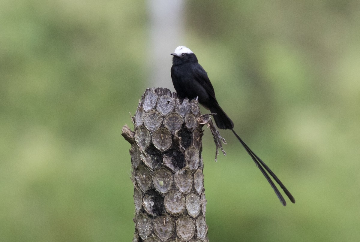 Long-tailed Tyrant - ML637882576