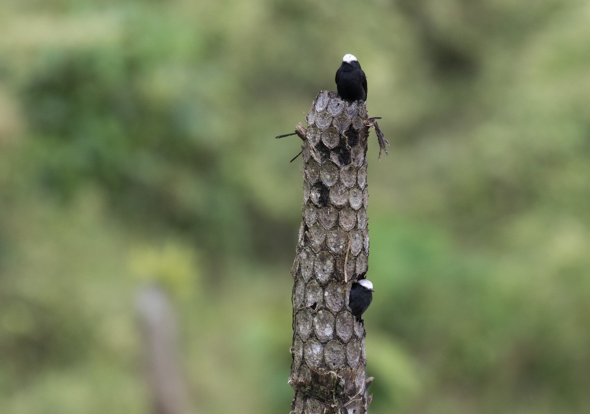 Long-tailed Tyrant - ML637882577