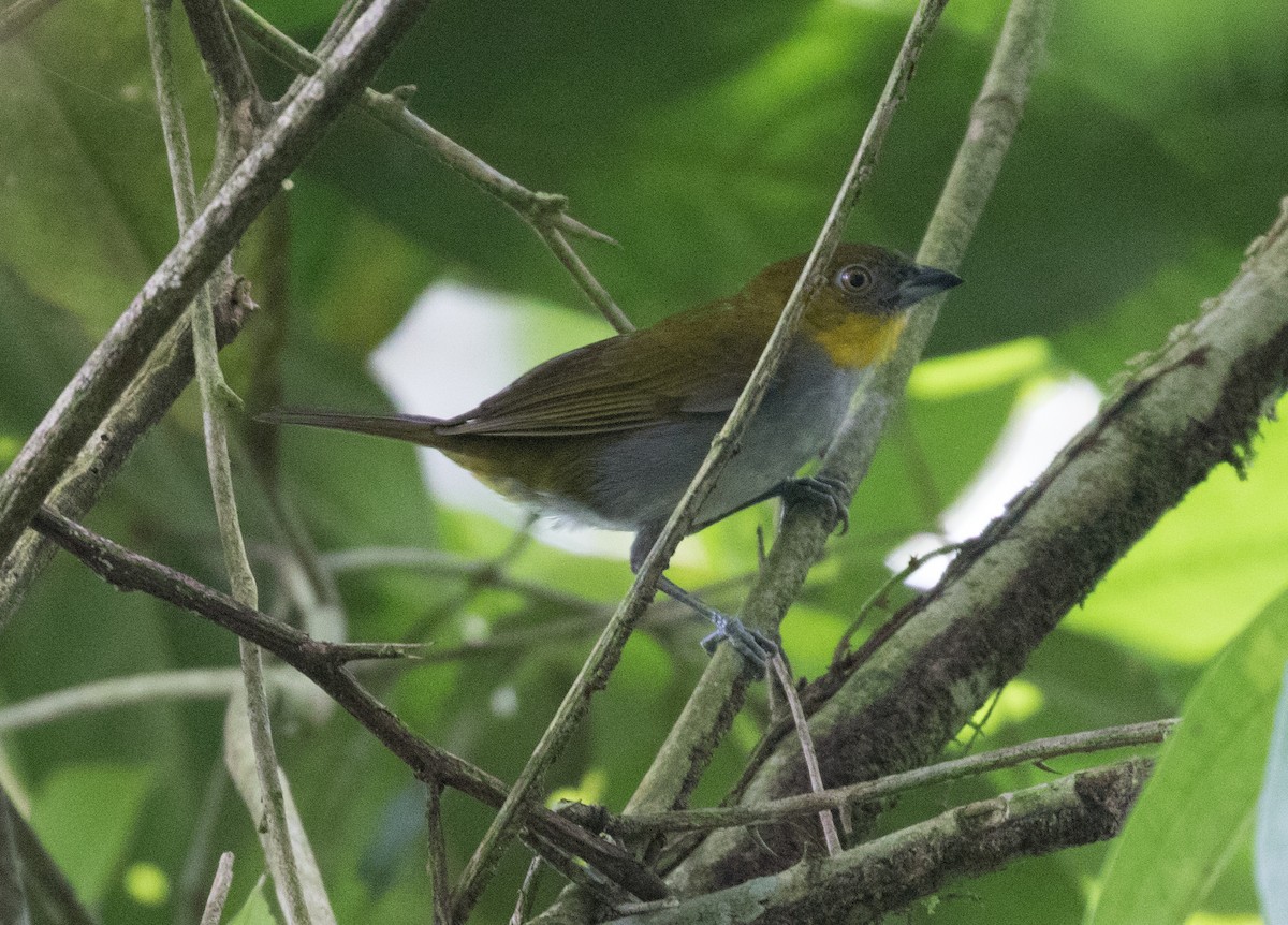 Yellow-throated Chlorospingus - ML637882589