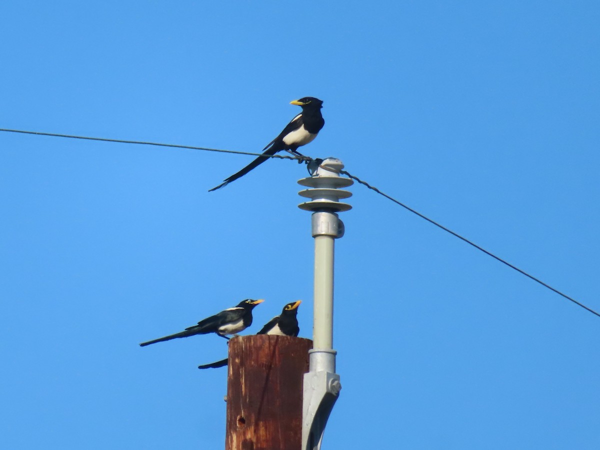 Yellow-billed Magpie - ML637882612