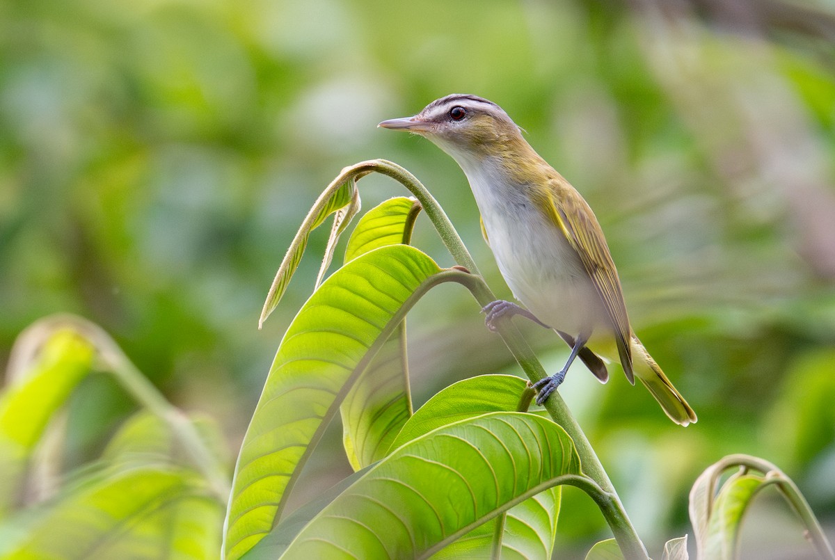 Chivi Vireo - ML637882657