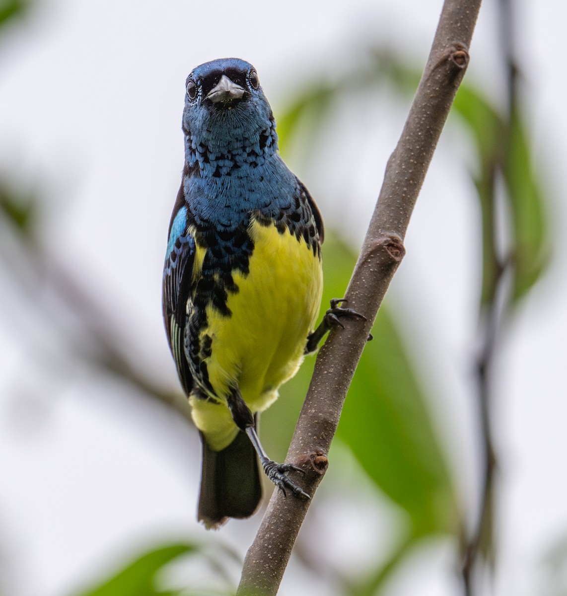 Turquoise Tanager - ML637882677