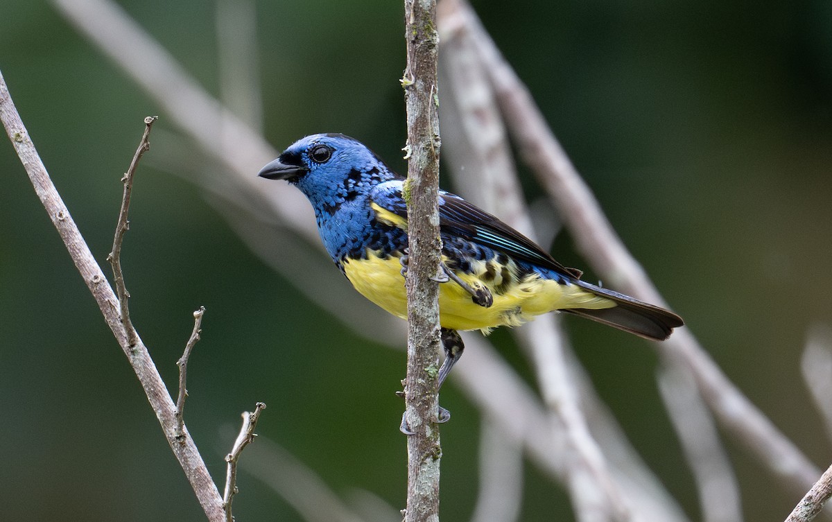 Turquoise Tanager - ML637882679
