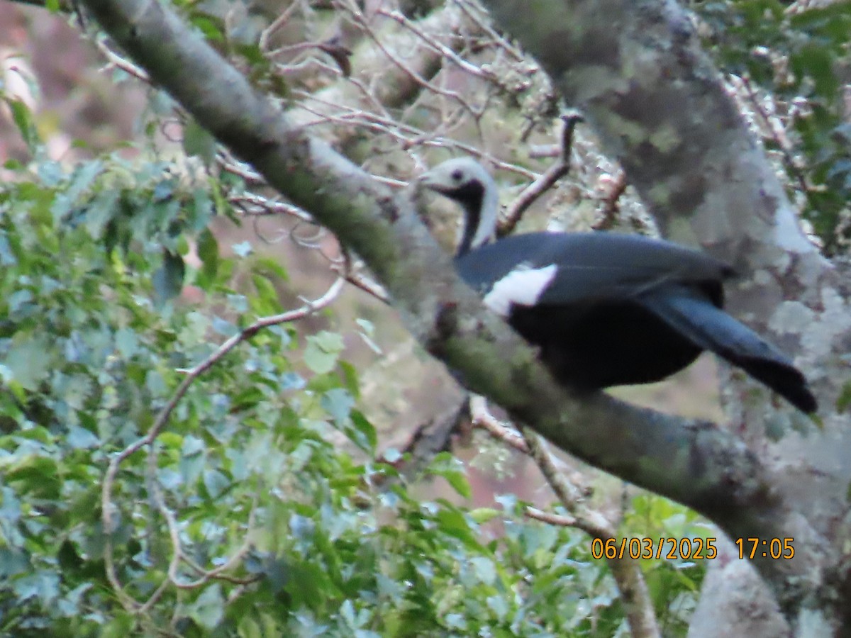White-throated Piping-Guan - ML637882683