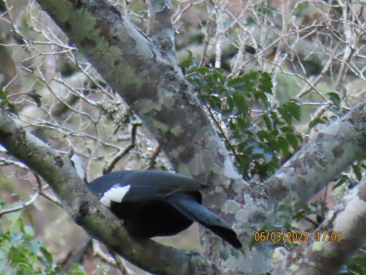 White-throated Piping-Guan - ML637882685