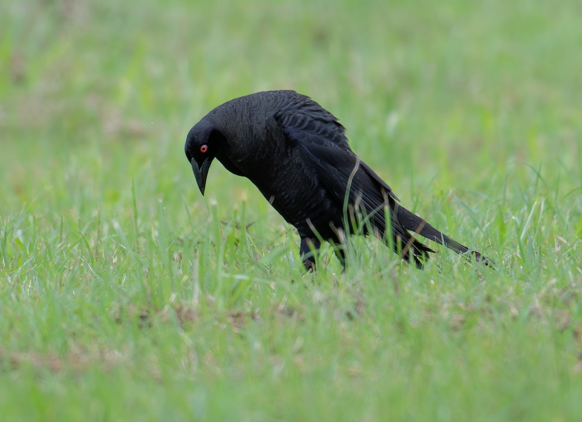 Giant Cowbird - ML637882690