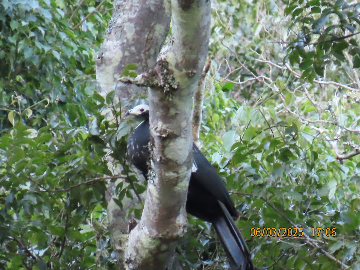 White-throated Piping-Guan - ML637882692