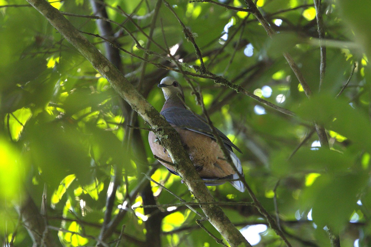 Lemon Dove - ML637882709