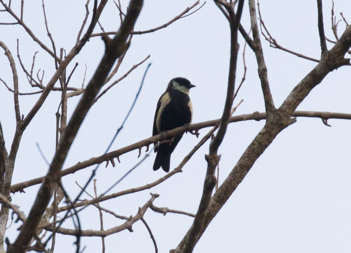 Green-throated Tanager - ML637882779