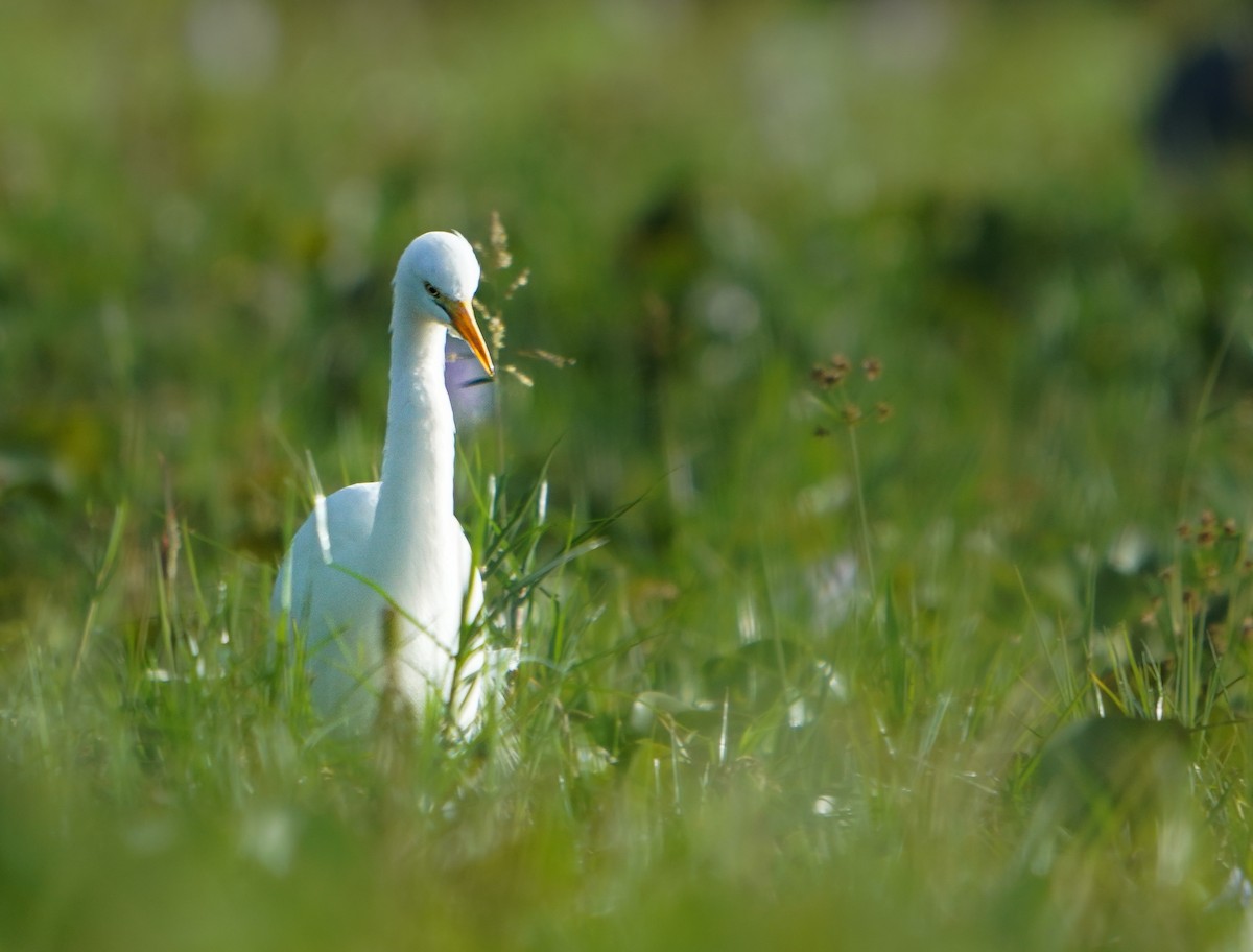 Yellow-billed Egret - ML637882784