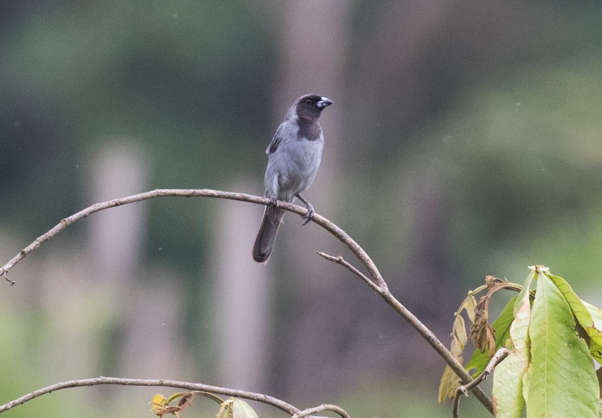 Black-faced Tanager - ML637882789