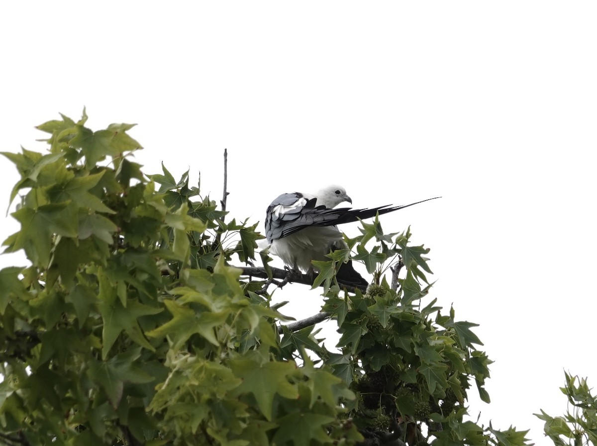 Swallow-tailed Kite - ML637882809