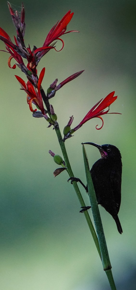 Amethyst Sunbird - ML637882836