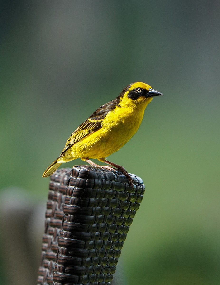Baglafecht Weaver - ML637882853