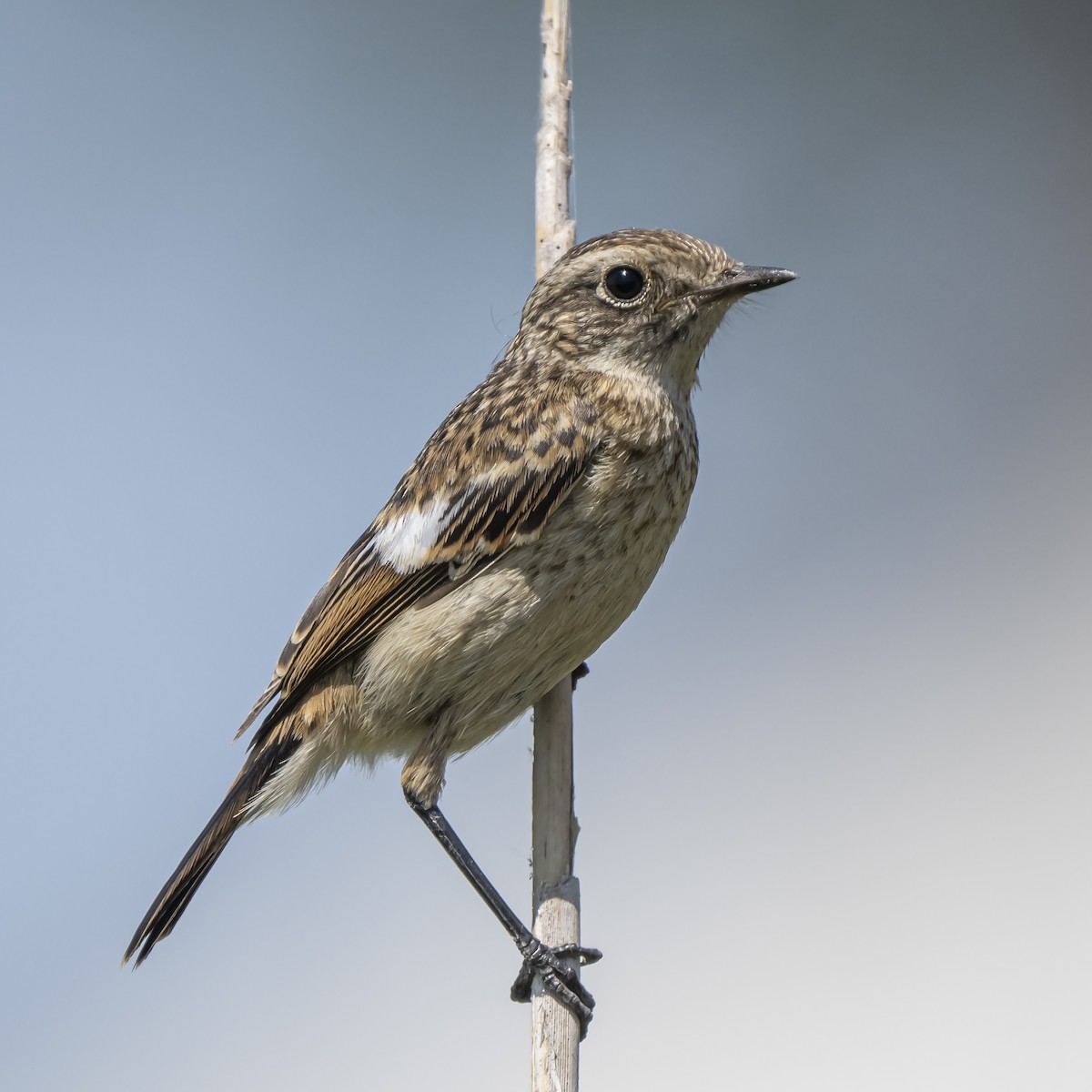 European Stonechat - ML637882854