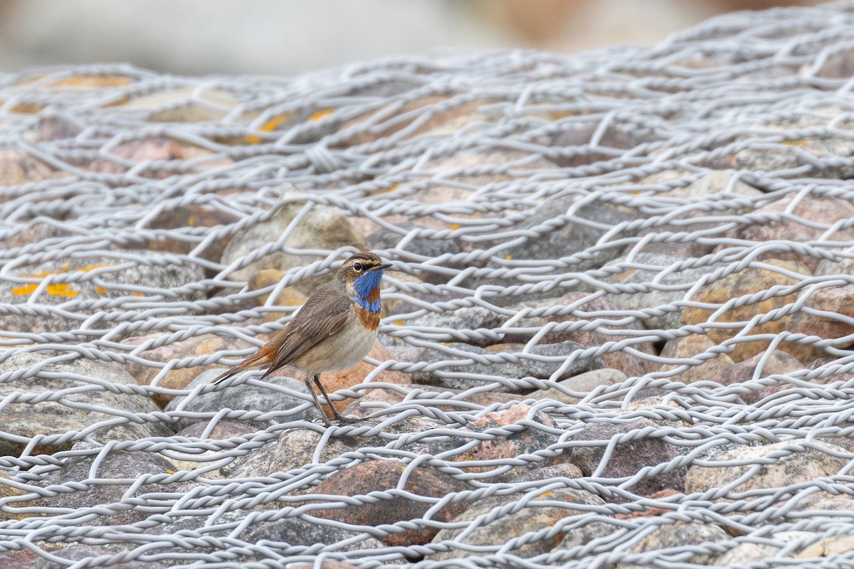 Bluethroat (Red-spotted) - ML637882859