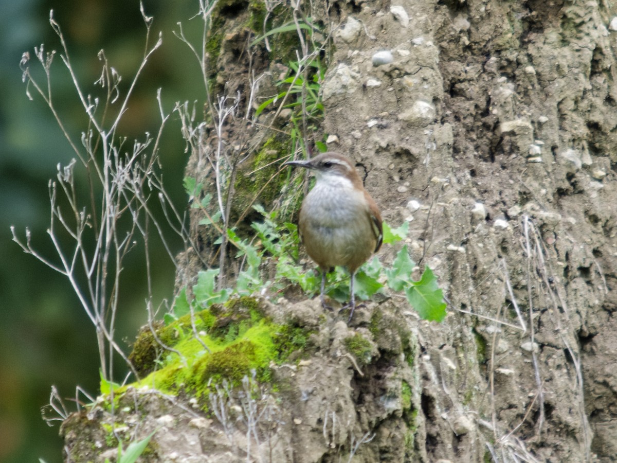White-winged Cinclodes - ML637882898