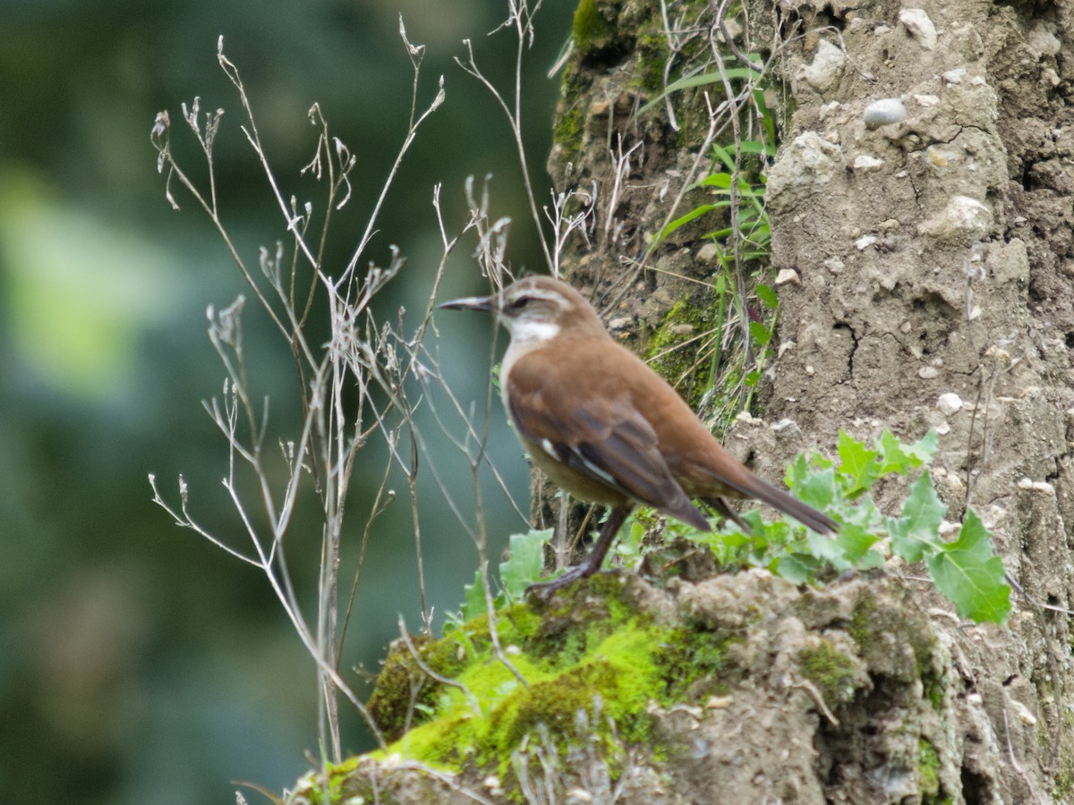 White-winged Cinclodes - ML637882899