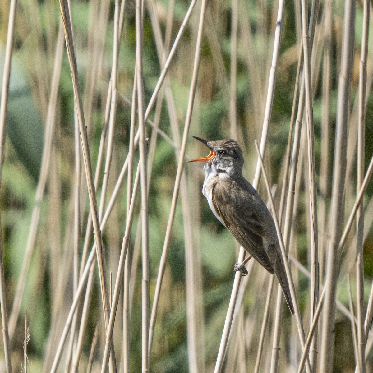 Great Reed Warbler - ML637882936