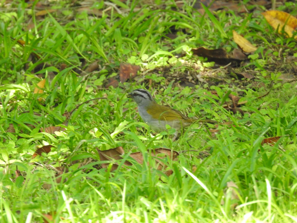 Black-striped Sparrow - ML637882941